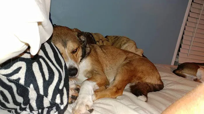 Dillsburg Veterinary Center 3