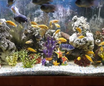 Neighborhood Fish Farm