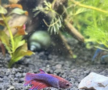 David Pet Shop