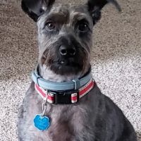 Carroll Crossing Animal Hospital ico
