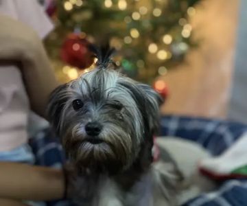King Of Pet Grooming Puppy Sales