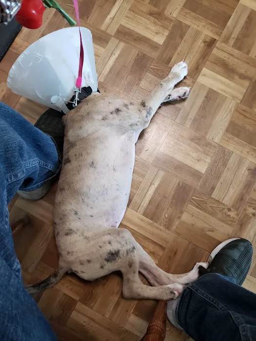 Aziz Animal Hospital 1