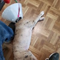 Aziz Animal Hospital ico