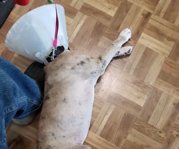 Aziz Animal Hospital