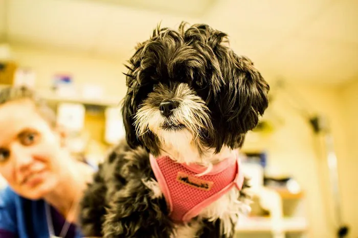 Elizabethtown Animal Hospital 12