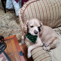 Elizabethtown Animal Hospital ico