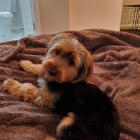 Puppy City ico