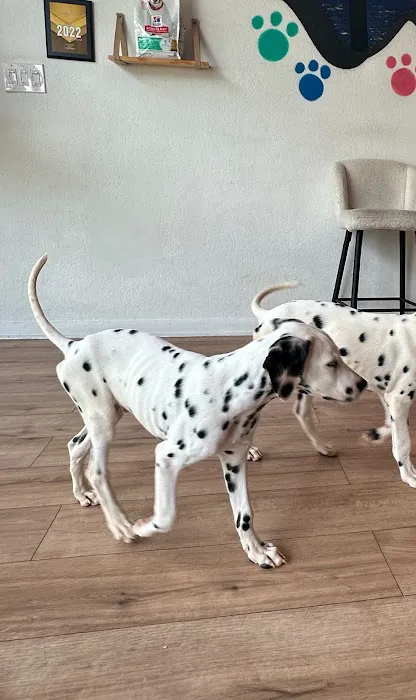 Puppy City 6