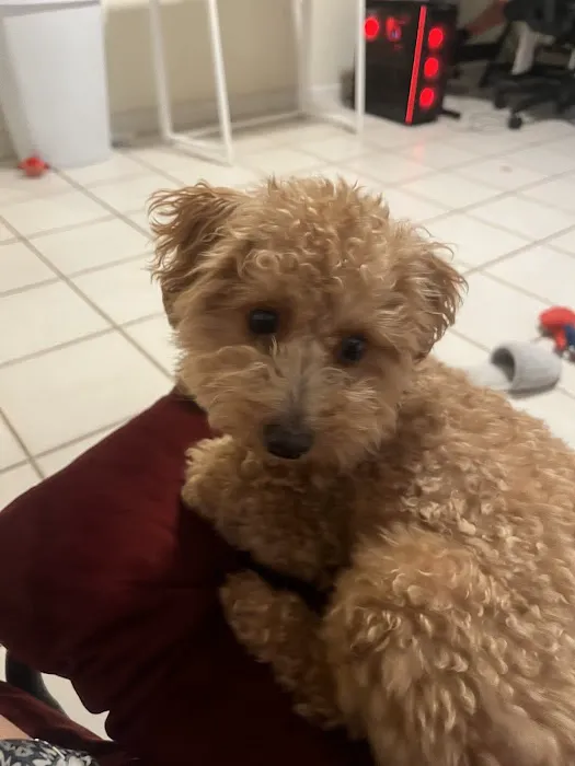 Puppy City 9