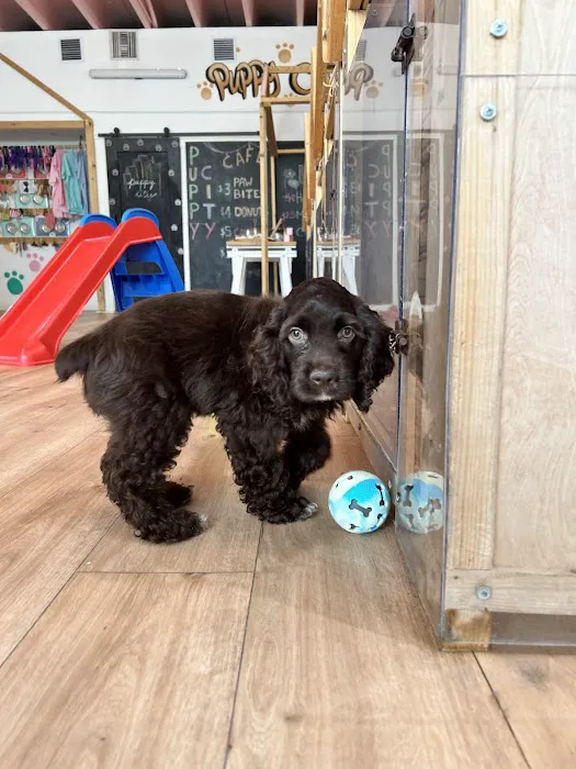 Puppy City 7