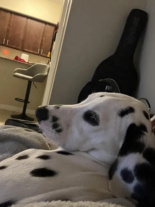 Puppy City 10