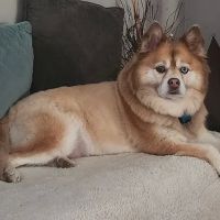 Silver Springs Animal Clinic ico