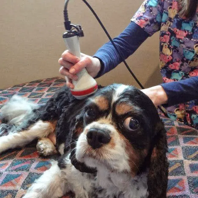 VCA Willow Mill Animal Hospital 5