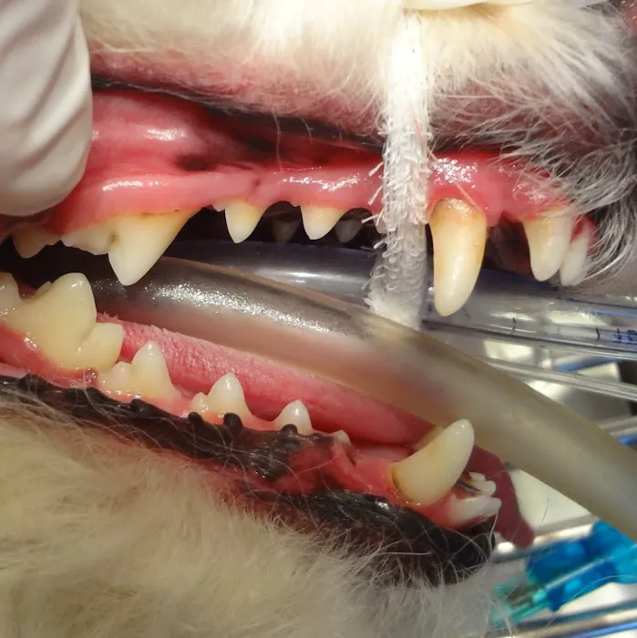 VCA Willow Mill Animal Hospital 9
