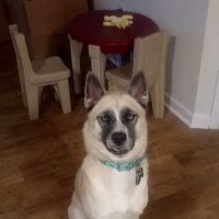 Annville Veterinary Hospital ico