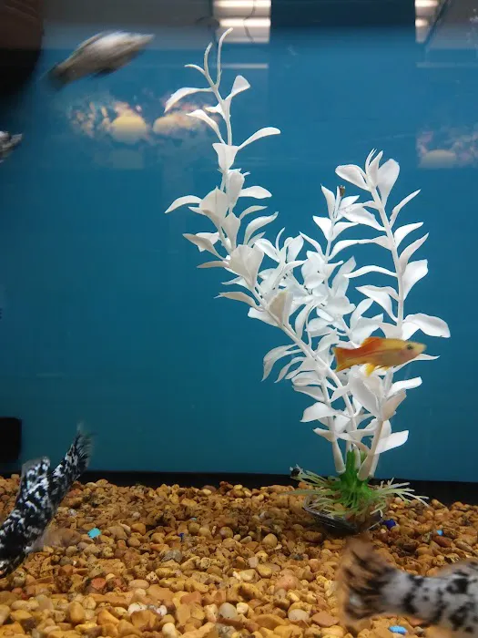 Petco 8