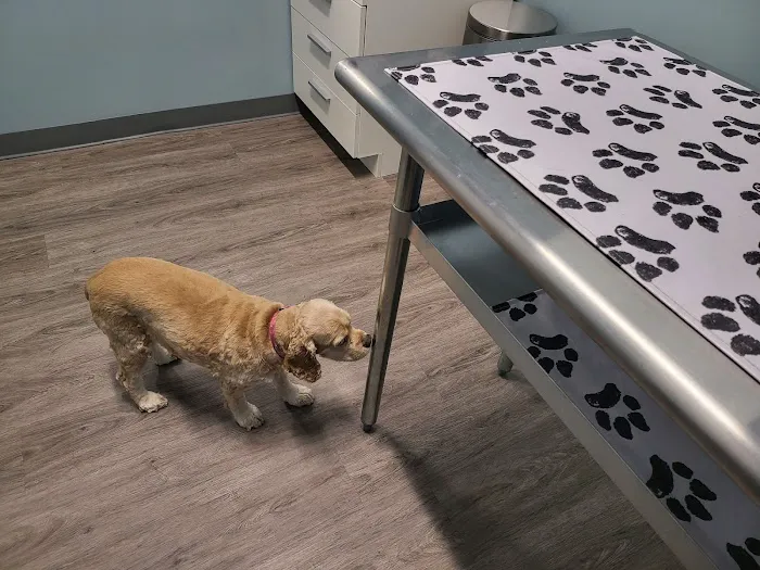 easyvet Veterinarian Fort Mill 1