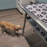 easyvet Veterinarian Fort Mill ico