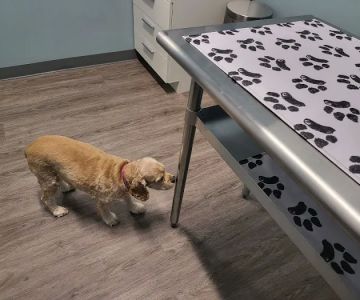 easyvet Veterinarian Fort Mill