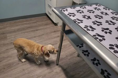 easyvet Veterinarian Fort Mill