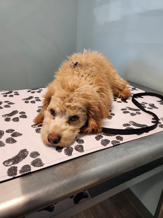 easyvet Veterinarian Fort Mill 6