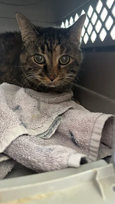 Bridgemill Animal Hospital 4