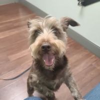 Bridgemill Animal Hospital ico