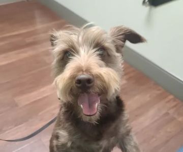 Bridgemill Animal Hospital