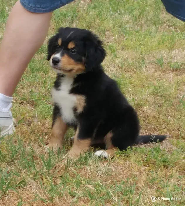 Banfield Pet Hospital 12