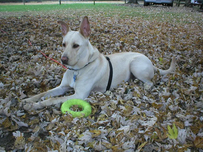 Banfield Pet Hospital 12