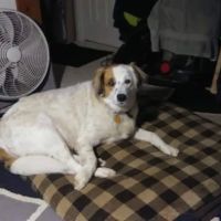Banfield Pet Hospital ico