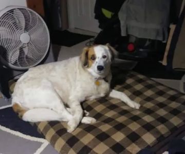 Banfield Pet Hospital