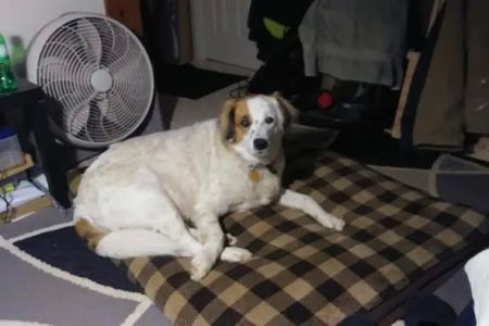 Banfield Pet Hospital