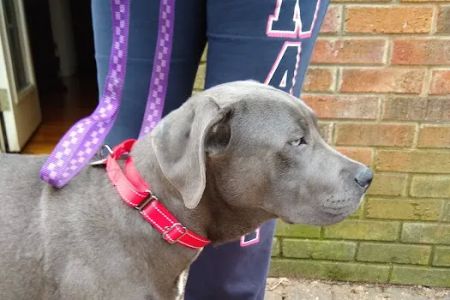 Healthy Pets - Spay, Neuter, and Wellness Clinic