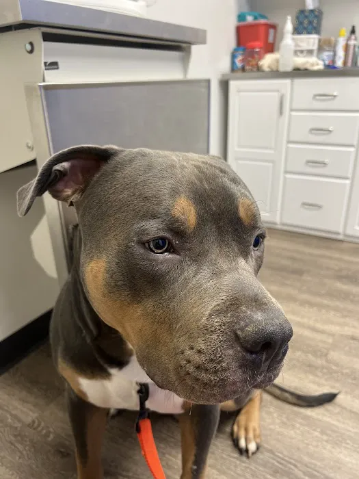 Healthy Pets - Spay, Neuter, and Wellness Clinic 12