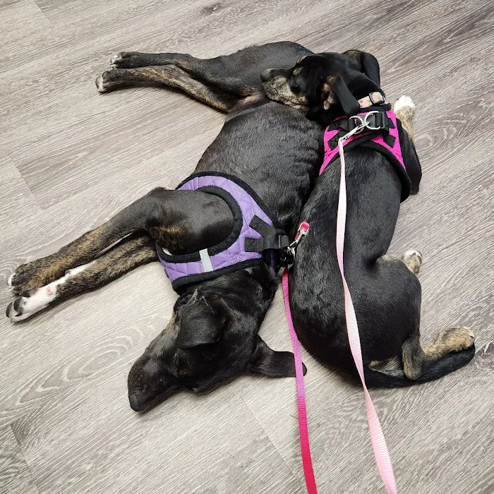 Healthy Pets - Spay, Neuter, and Wellness Clinic 12