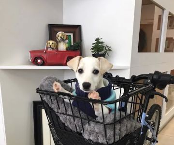 @GorgeousPuppies_ puppies for sale in miami