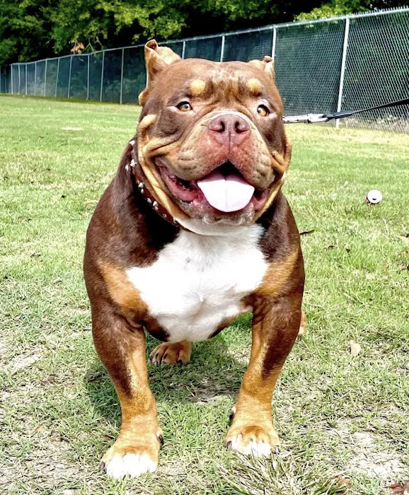 Lesslie Animal Hospital 12