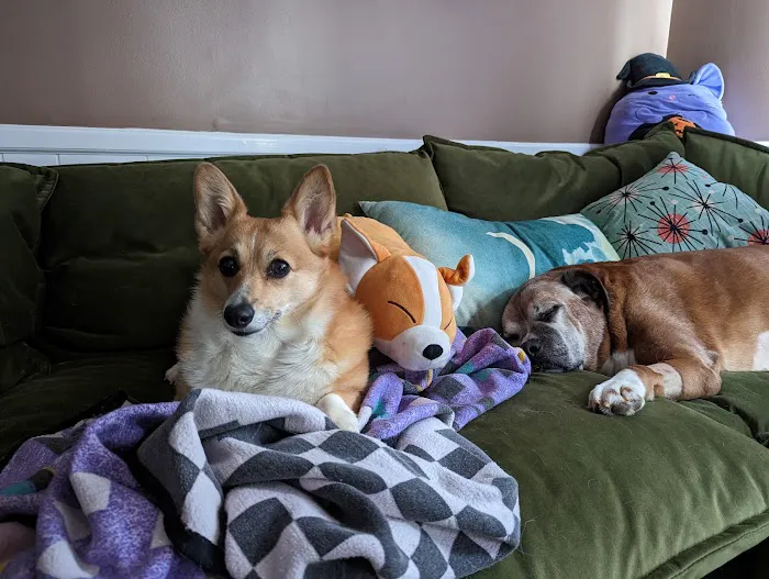 Central Carolinas Animal Hospital, LLC 12