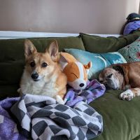Central Carolinas Animal Hospital, LLC ico
