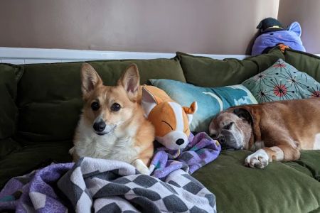 Central Carolinas Animal Hospital, LLC