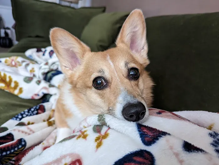 Central Carolinas Animal Hospital, LLC 12