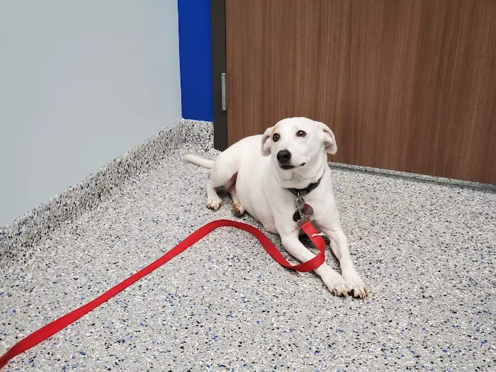 Central Carolinas Animal Hospital, LLC 12