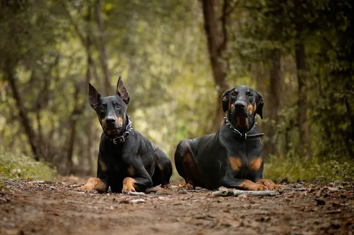 Central Carolinas Animal Hospital, LLC 12