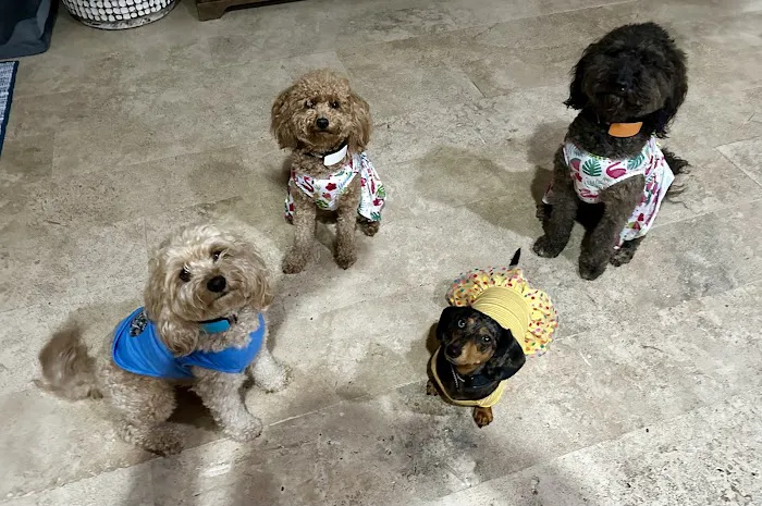 Central Carolinas Animal Hospital, LLC 12