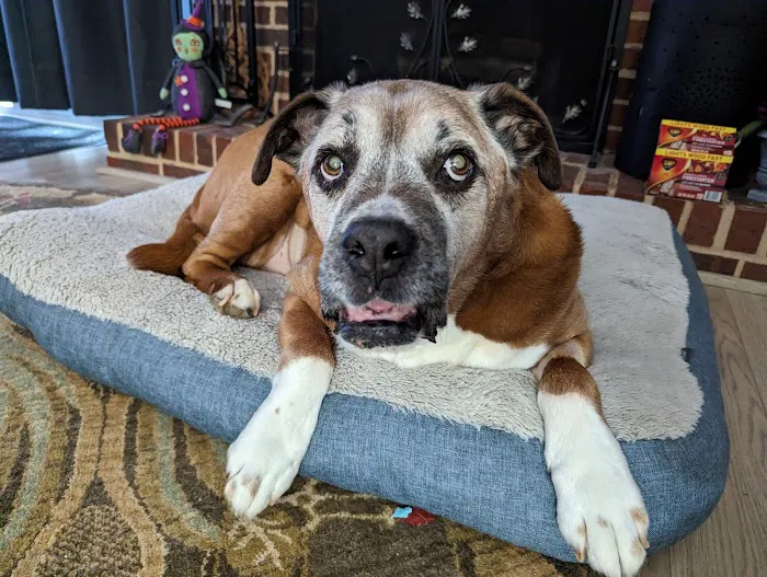 Central Carolinas Animal Hospital, LLC 12