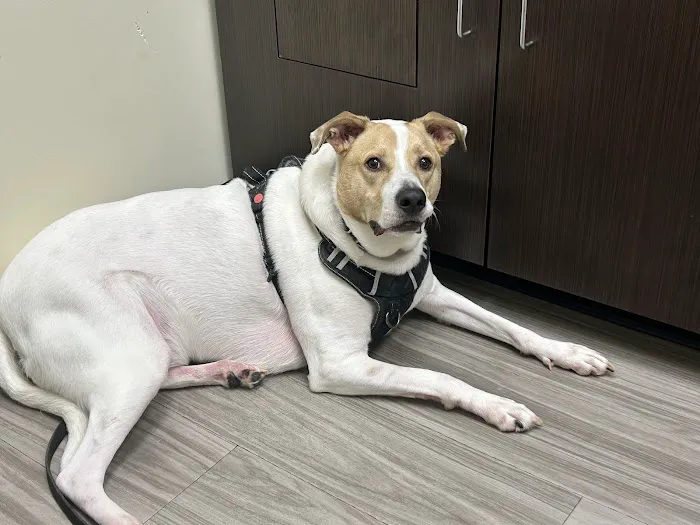 Sun City Animal Hospital Indian Land Fort Mill Vet 9