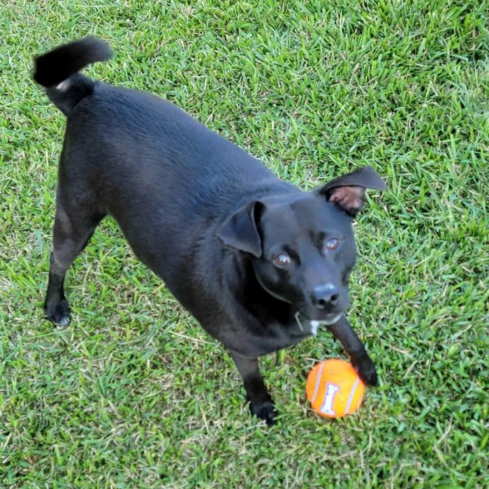 Sun City Animal Hospital Indian Land Fort Mill Vet 4