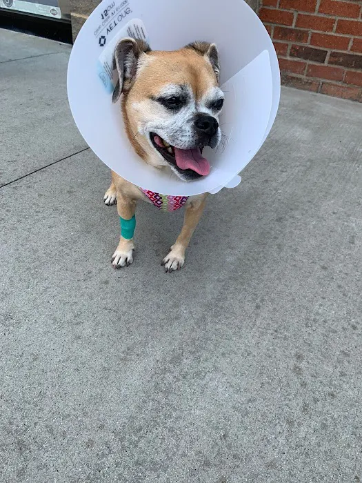 Sun City Animal Hospital Indian Land Fort Mill Vet 7