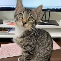 Sun City Animal Hospital Indian Land Fort Mill Vet ico